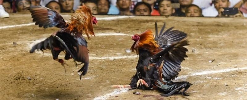 Đá Gà Trực Tiếp 88 - Sảnh Giải Trí Ăn Khách Số 1 Tại 78win 3 Ưu điểm tạo nên sức hút cho đá gà online 88