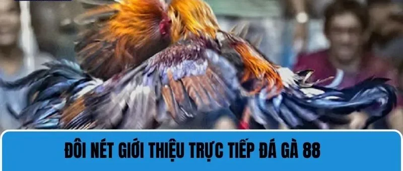 Trực Tiếp Đá Gà 88 - Trải Nghiệm Chất Lượng Cá Cược Đỉnh Cao 2 Những nét chính giới thiệu về trực tiếp đá gà 88