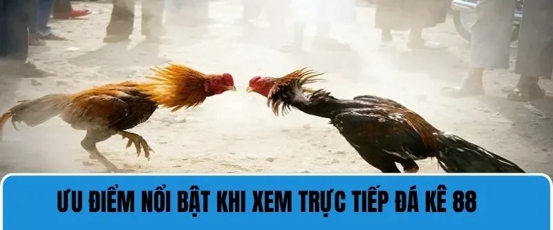 Trực Tiếp Đá Gà 88 - Trải Nghiệm Chất Lượng Cá Cược Đỉnh Cao 4 Ưu điểm nổi bật khi xem trực tiếp đá gà 88